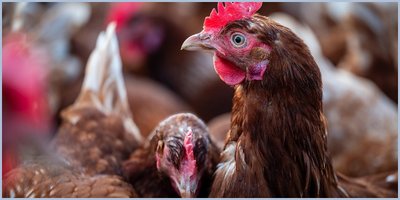 Verdacht auf Geflügelpest in Westenholz bestätigt