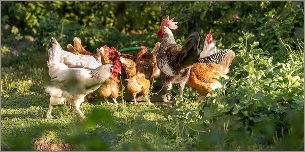 Geflügelpest: Risiko der Einschleppung wächst Geflügelpest: Risiko der Einschleppung wächst