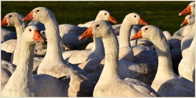 Geflügelpest: Verdachtsfall in Delbrück-Boke