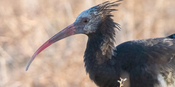  Knubbels Flug und sein trauriges Ende