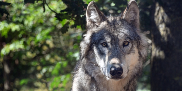Wolfsschutz verdrängt Weidetierhaltung 