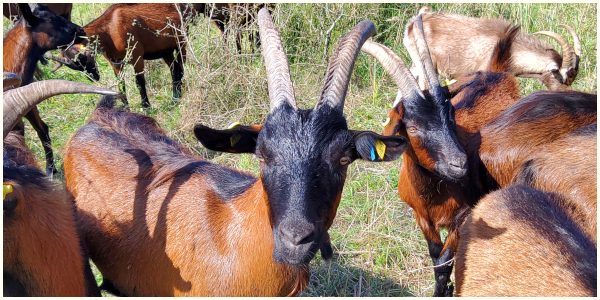 Tierische Landschaftspfleger aktiv
