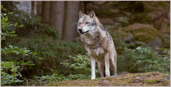 Der Wolf darf künftig gejagt werden